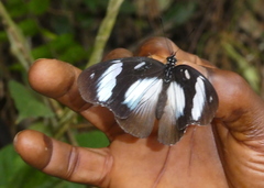 Hypolimnas anthedon anthedon