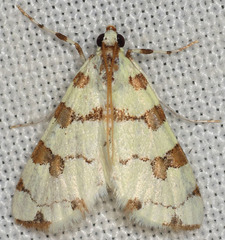 Conchylodes octonalis