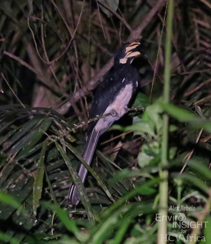 West African Pied Hornbill