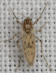 Chaoborus astictopus