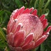 Protea compacta × susannae - Photo (c) Jeremy Gilmore, μερικά δικαιώματα διατηρούνται (CC BY), uploaded by Jeremy Gilmore