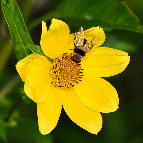 Unknown species found near River Rd, New Orleans, LA, US