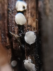 Dasyscyphella nivea