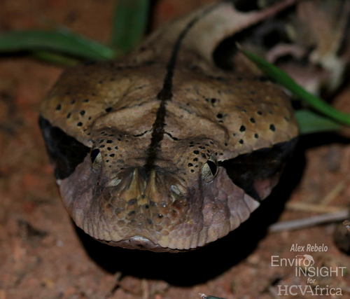 Western Gaboon Viper