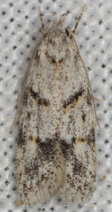 Symmoca signatella