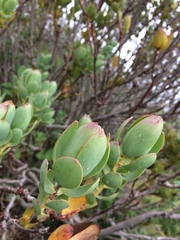 Leucadendron discolor