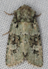 Lacinipolia strigicollis