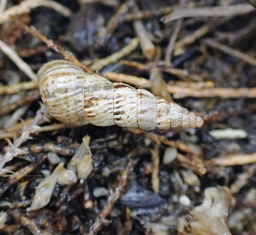 Cochlicella acuta