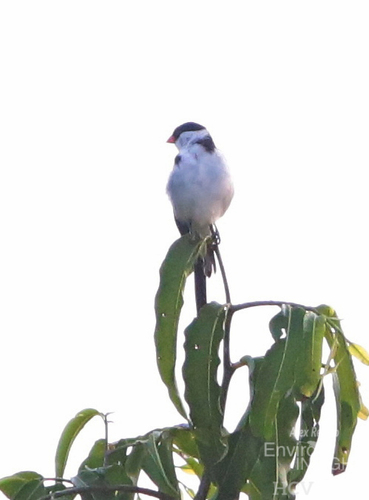 Pin-tailed Whydah