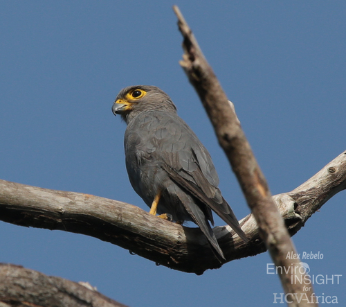 Gray Kestrel