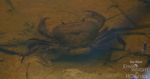 Liberonautes latidactylus