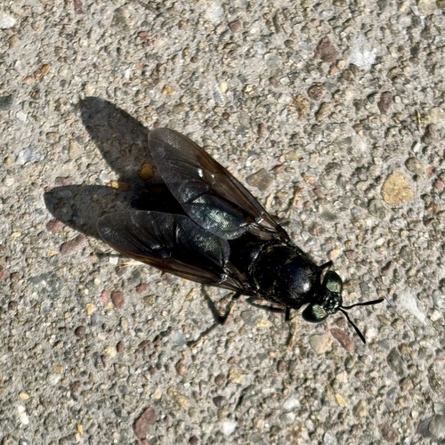 Unknown species found near Sutter Village, Lititz, PA 17543, USA