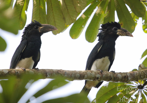 Piping Hornbill
