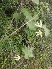 Polystemma cordifolium