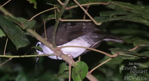 Tambourine Dove