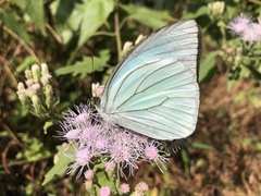 Pareronia avatar
