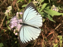 Pareronia avatar