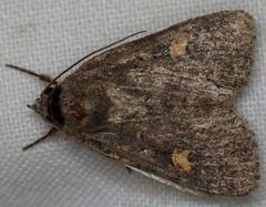 Adelphagrotis indeterminata