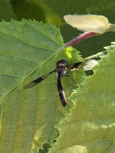 Unknown species found near V8F9+5W, Longwood, PA 19348, USA