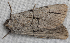 Sympistis ragani