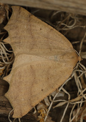 Prochoerodes truxaliata