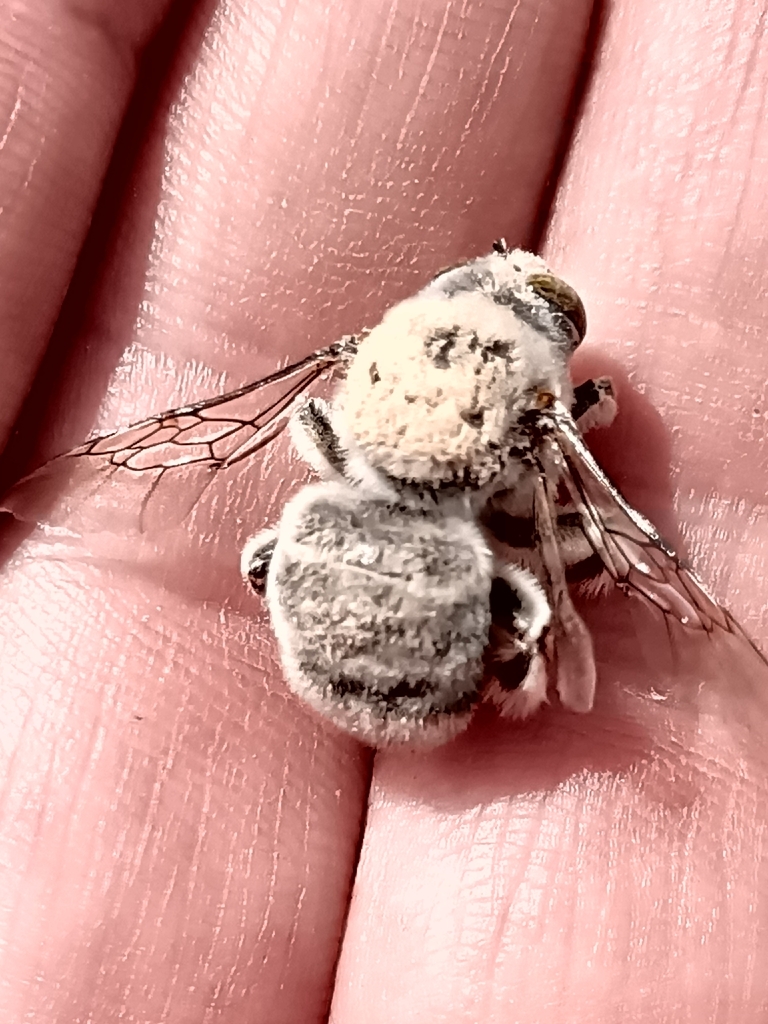 Centris muralis
