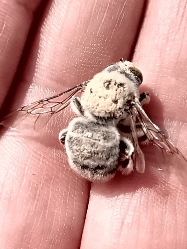 Centris muralis
