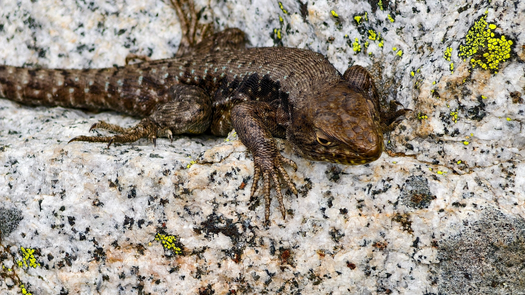 Antonieta's Lizard photo 4