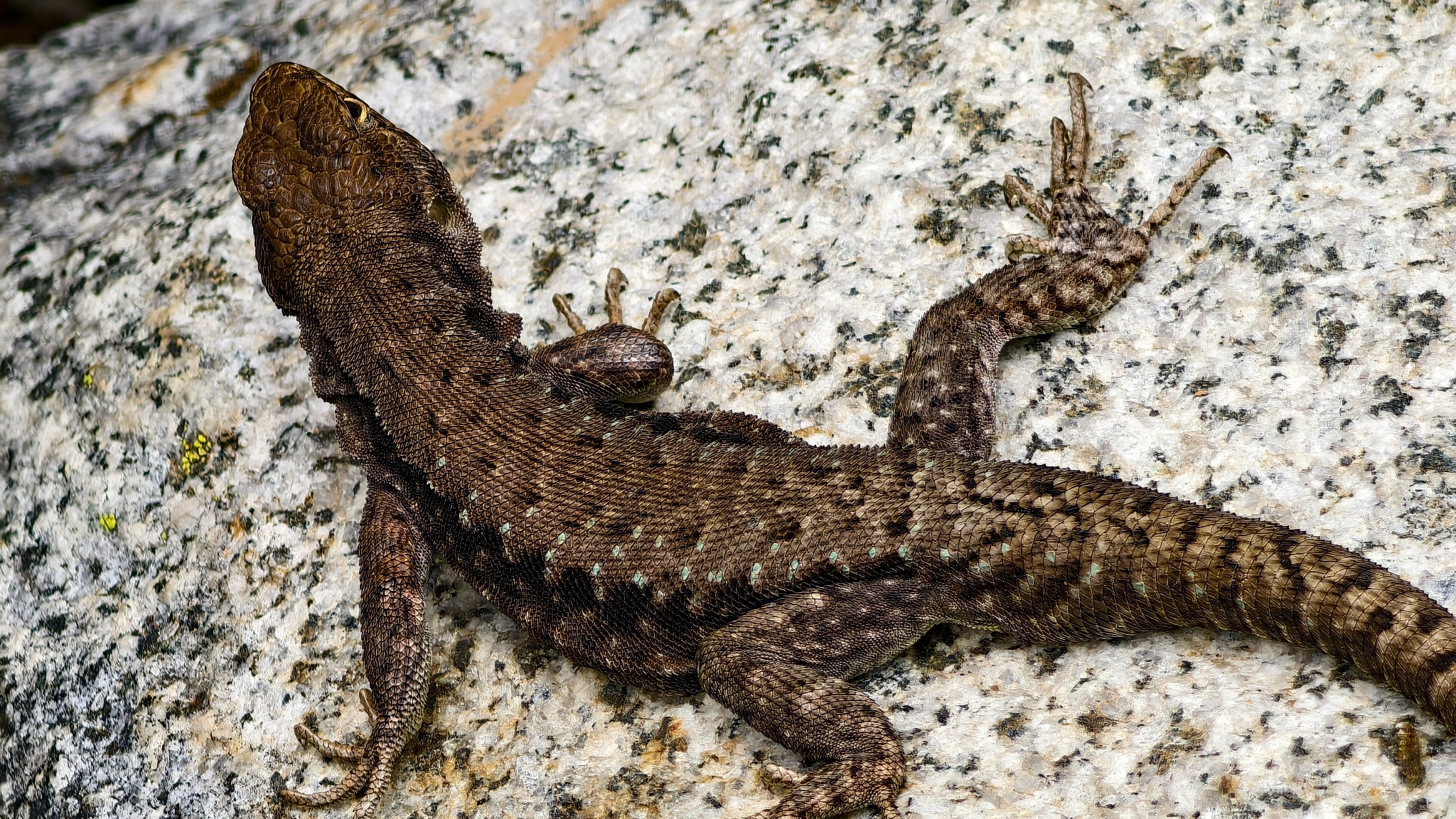 Antonieta's Lizard photo 5