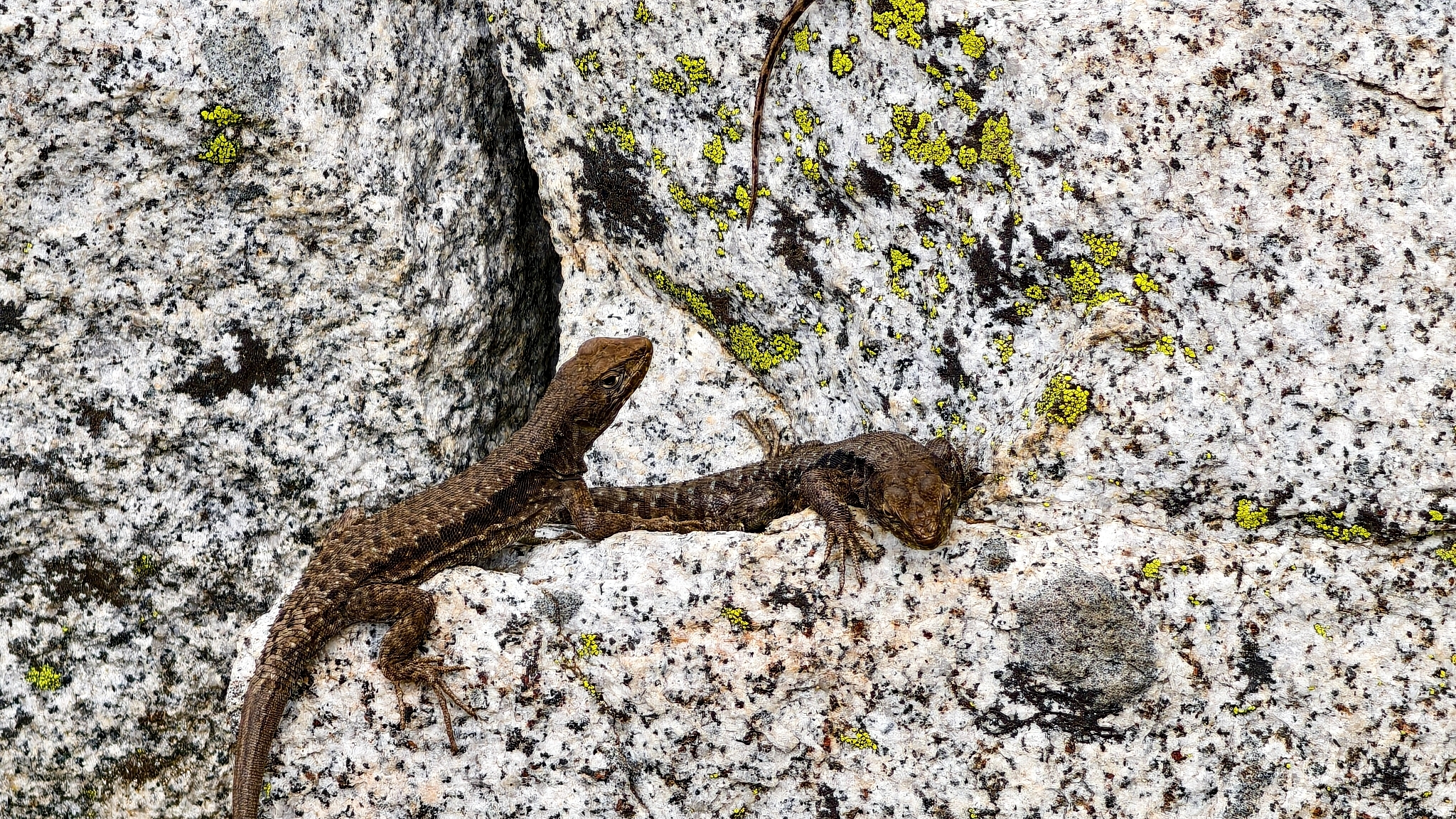 Antonieta's Lizard photo 6