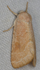 Trichocosmia inornata