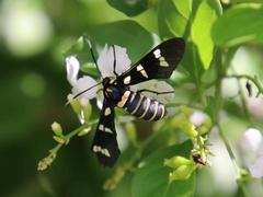 Syntomeida melanthus