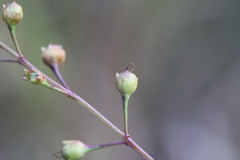Agalinis skinneriana