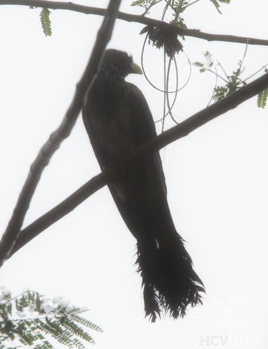 Western Plantain-eater