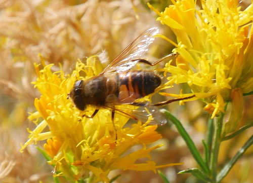 Unknown species found near Mesa County, CO, USA