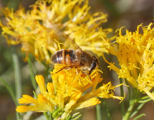 Unknown species found near Mesa County, CO, USA