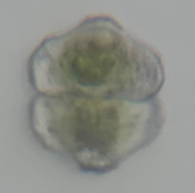Cosmarium clepsydra