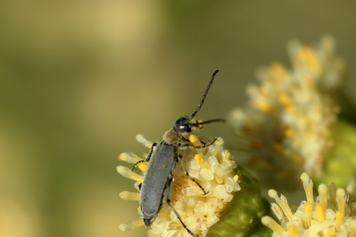 Orange-necked Blister Beetle photo 3