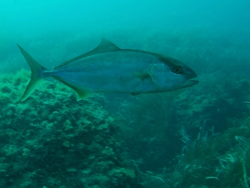 Seriola dumerili