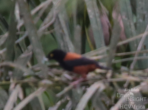 Chestnut-and-black Weaver