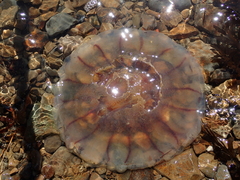 Desmonema gaudichaudi