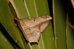 Chiasmia simplicilinea