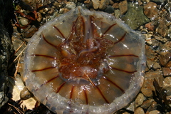 Desmonema gaudichaudi