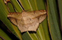 Chiasmia simplicilinea
