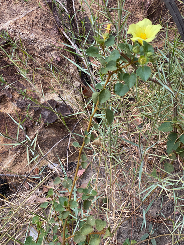 Hibiscus isalensis image