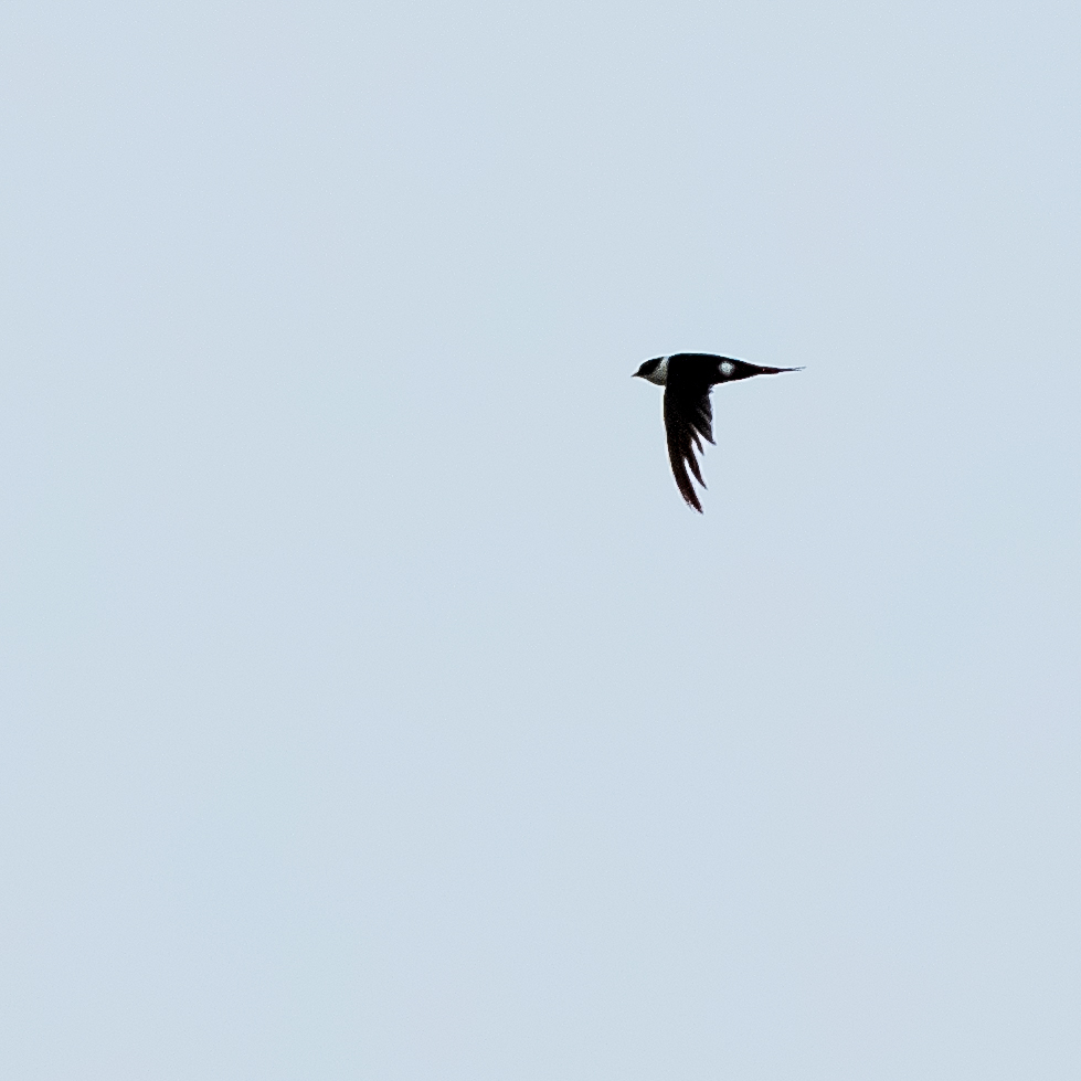 Lesser Swallow-tailed Swift (Panyptila cayennensis), photo 9
