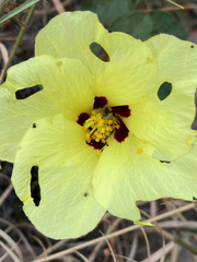 Hibiscus isalensis image