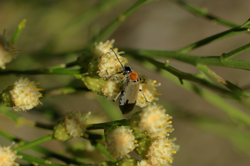 Orange-necked Blister Beetle photo 4
