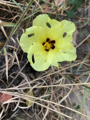 Image of Hibiscus isalensis