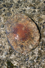 Desmonema gaudichaudi